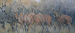 Kudu - Kruger National Park | 2013 | Oil on Canvas | 46 X 64 cm
